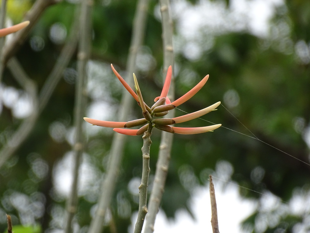 Erythrina mexicana
