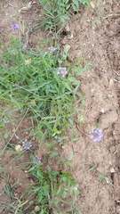 Bituminaria bituminosa