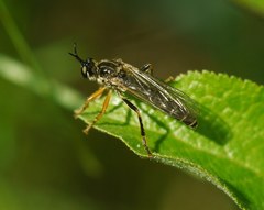 Dioctria rufipes