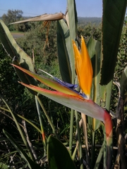 Strelitzia reginae
