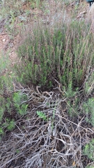 Artemisia salsoloides