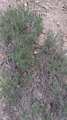 Artemisia salsoloides