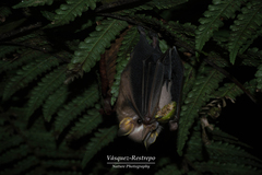 Vampyressa thyone