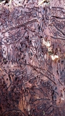 Pityogenes chalcographus