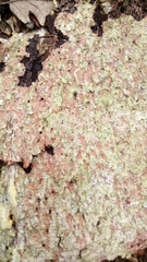 Pityogenes chalcographus