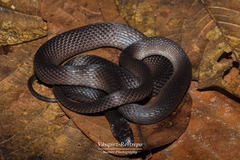 Ninia teresitae