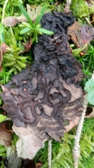 Pityogenes chalcographus