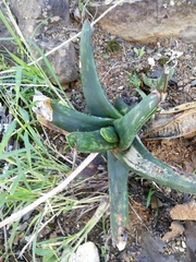 Gasteria excelsa