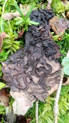 Pityogenes chalcographus