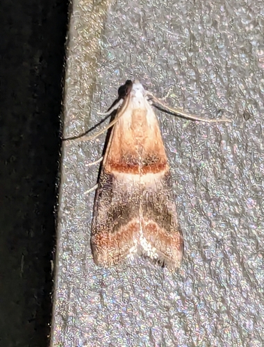 Walnut Shoot and Hickory Leafstem Borer Moths and Allies photo 5