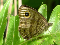 Ypthima fasciata