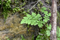 Cystopteris protrusa