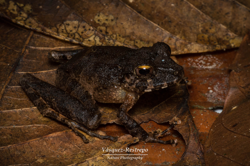 Pristimantis fallax · iNaturalist