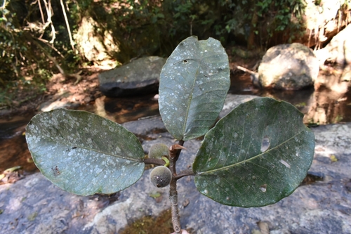Foto de Gameleira