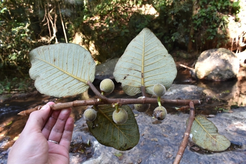 Foto de Gameleira