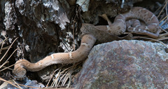 Crotalus willardi willardi