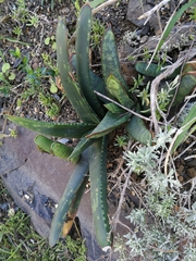 Gasteria excelsa