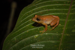 Pristimantis jaguensis