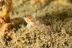 Helcogrammoides cunninghami
