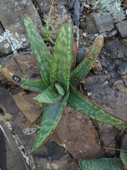 Gasteria excelsa