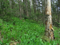 Allium microdictyon