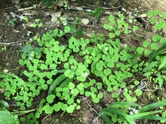 Thalictrum clavatum