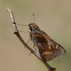 Lon melane vitellina