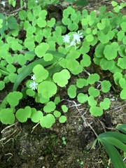 Thalictrum clavatum