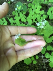Thalictrum clavatum