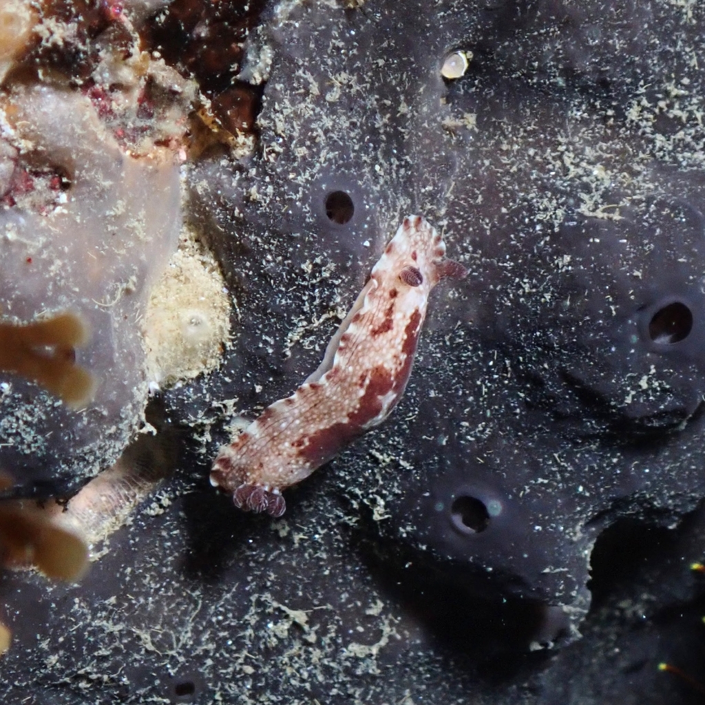 Aphelodoris greeni