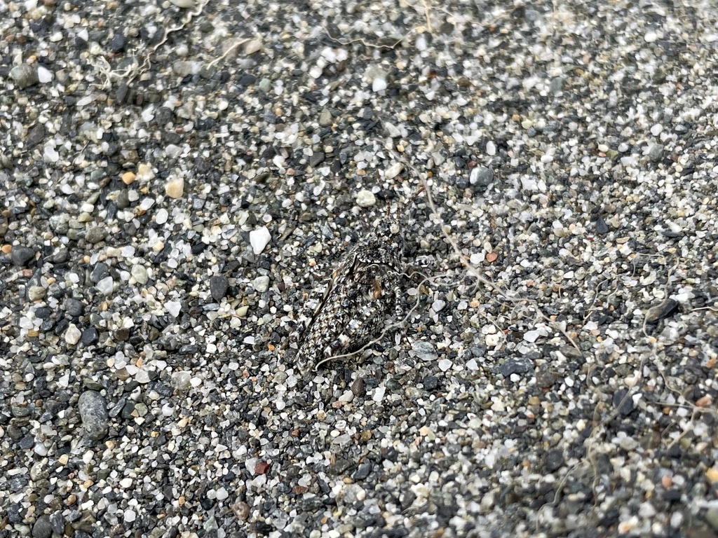 Helfer's Dune Grasshopper