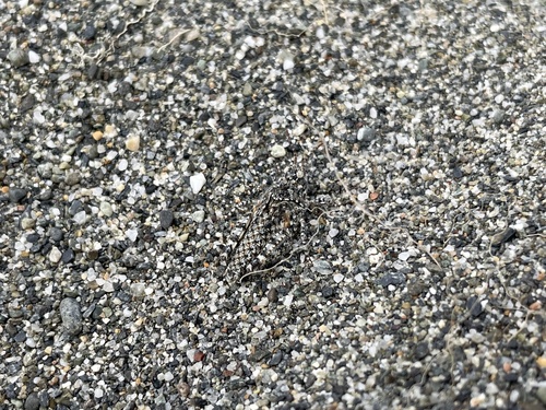 Helfer's Dune Grasshopper