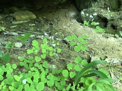 Thalictrum clavatum