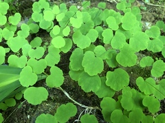 Thalictrum clavatum