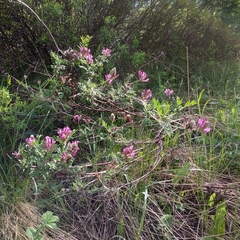 Astragalus cornutus