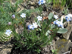 Eritrichium pectinatum