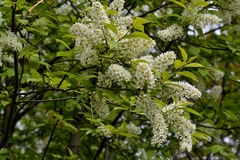 Prunus padus