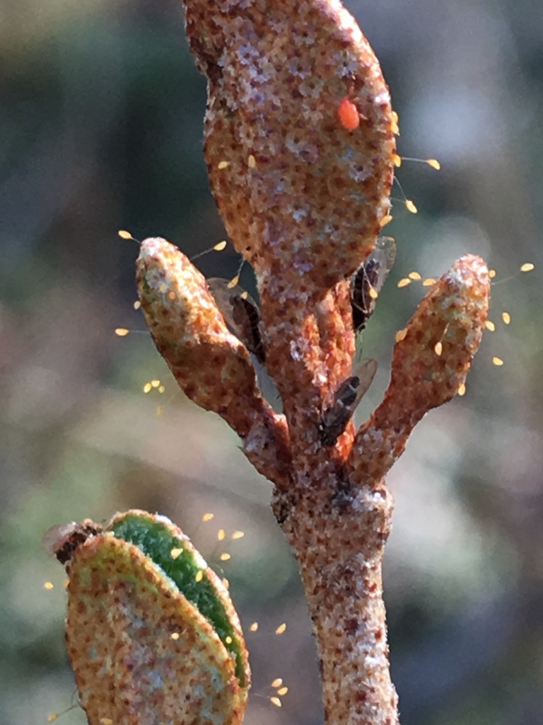 Bactericera shepherdiae
