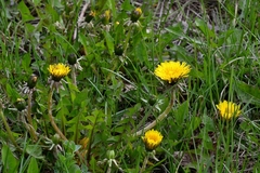 Taraxacum officinale