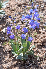 Penstemon carnosus