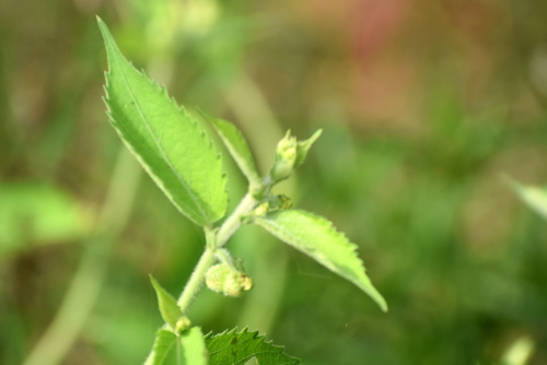 Tragia involucrata