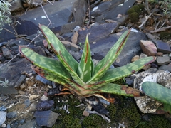 Gasteria excelsa