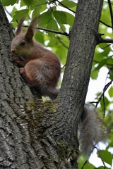 Sciurus vulgaris
