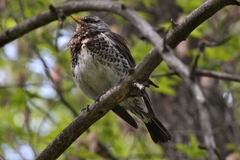 Turdus pilaris