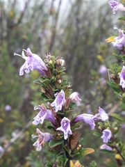Clinopodium chilense