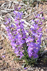 Penstemon carnosus