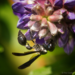 Zethus spinipes variegatus