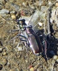 Cicindela scutellaris