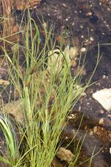 Isolepis fluitans