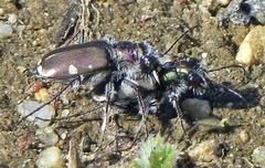 Cicindela scutellaris